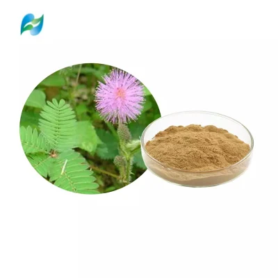 Mimosa Pudicae Extract Sensitiveplat Herb Extract Mimosa Extract